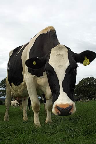 Farm Images